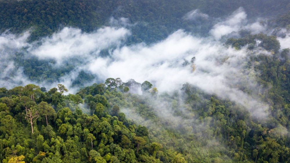 La Nueva Teor A Sobre La Lluvia Tropical Divide A Los Cient Ficos La