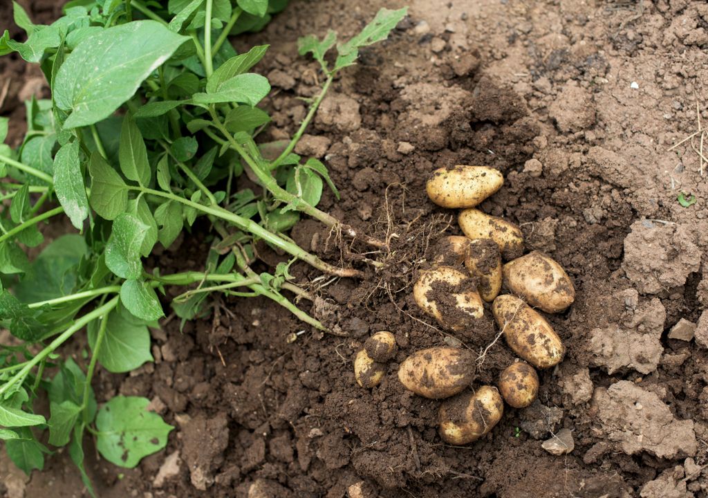 Calendario De Siembra De Marzo Qu Plantar Y Trasplantar En El Huerto