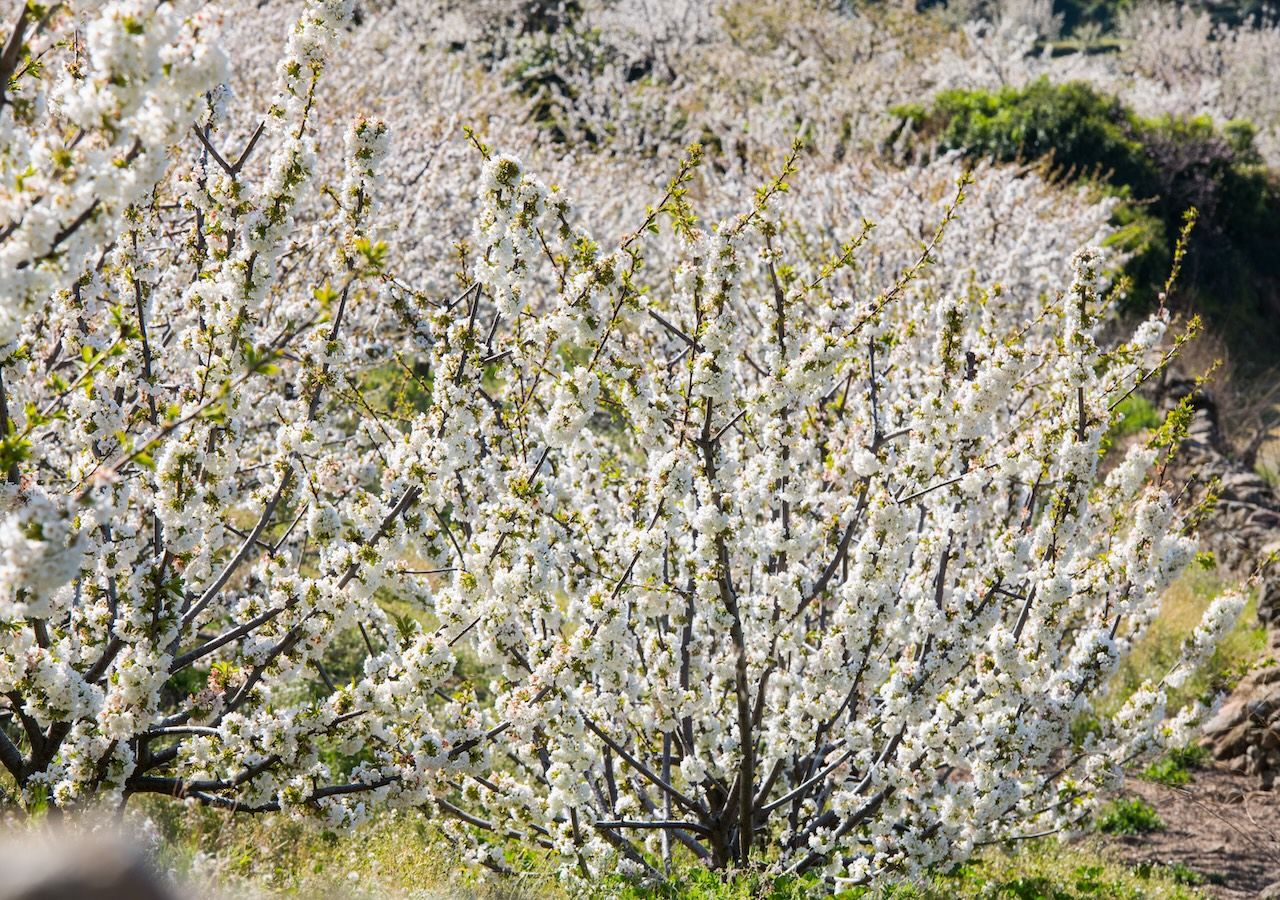 Cerezos En Flor En El Valle Del Jerte Descubre Los Mejores Lugares