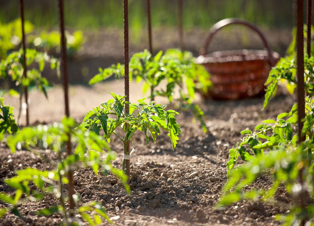 Comment R Ussir La Culture De Ses Tomates Au Potager