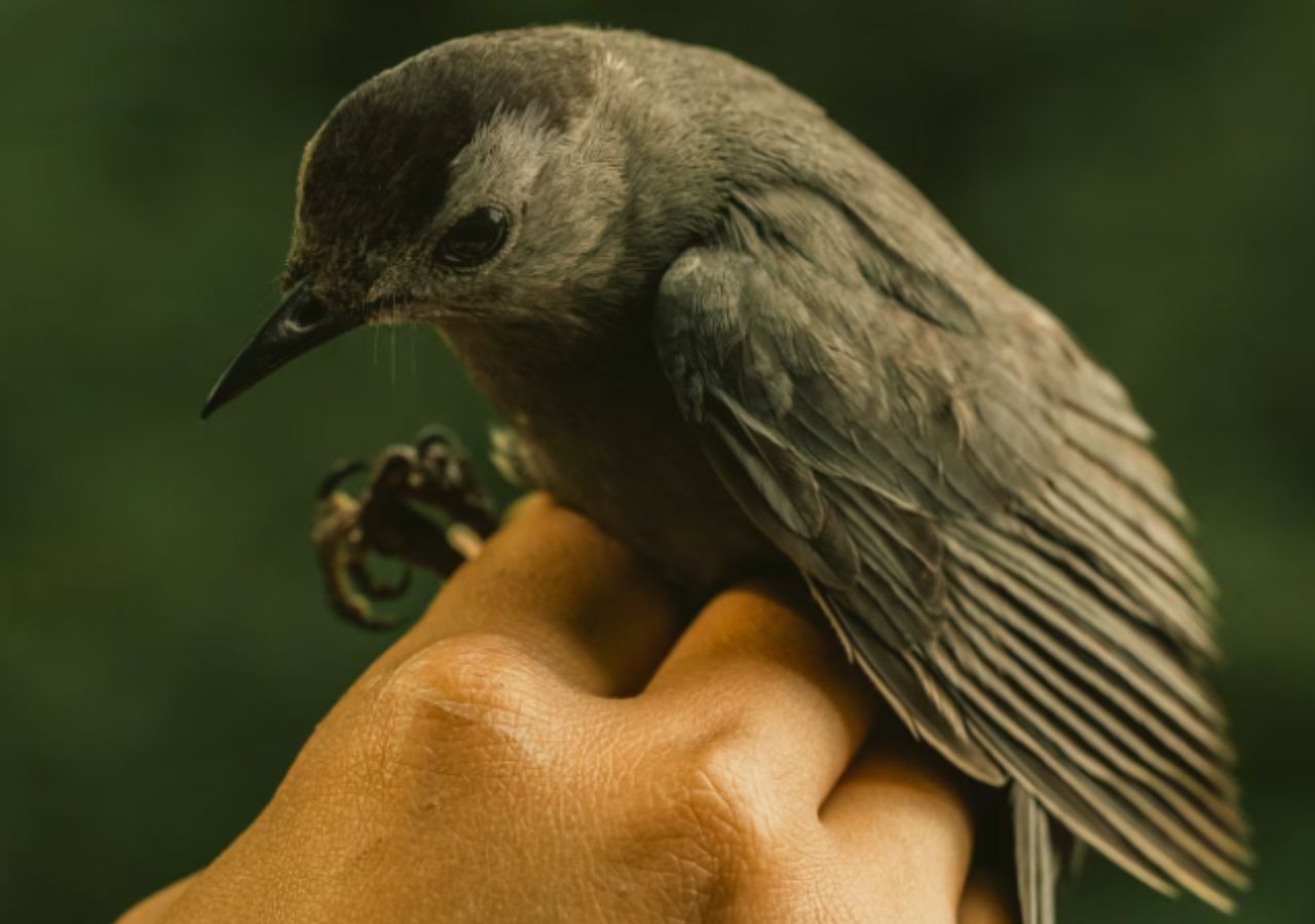 Como Que As Aves Migrat Rias Conseguem Prever A Intensidade Da