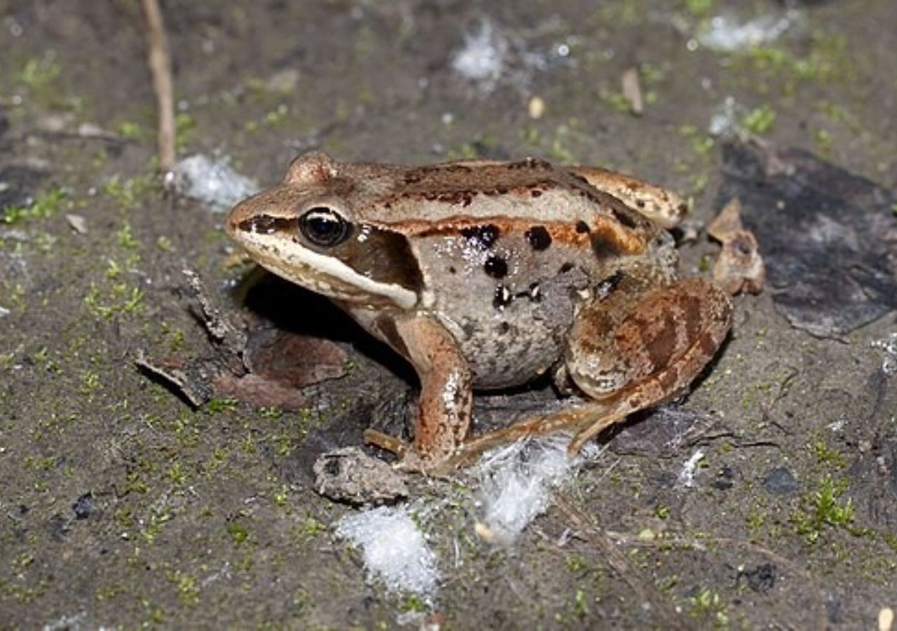 Congelarse Y No Morir En El Intento La Curiosa Estrategia De Las Ranas