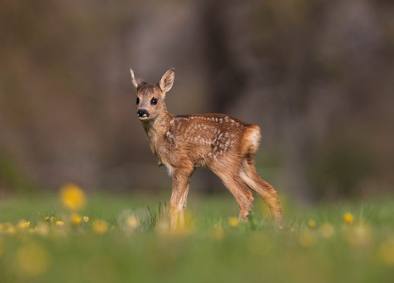 Insolite Attention Aux Chevreuils Ivres Sur Les Routes De France