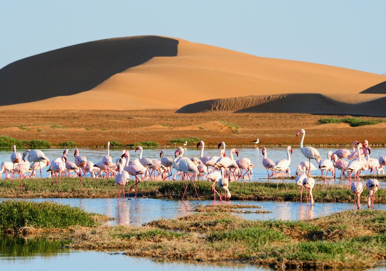 Las atípicas lluvias de los últimos meses están transformando el Sahara