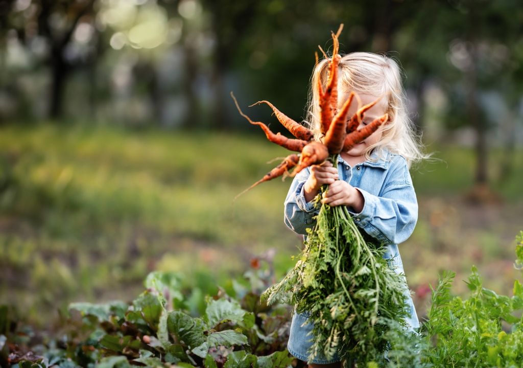 Prepará tu huerta para el otoño consejos y recomendaciones para