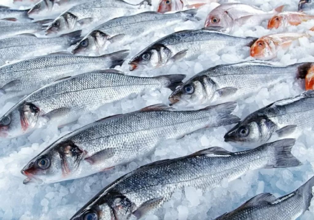 Produ O De Peixe Em Aquicultura Supera Pela Primeira Vez A Pesca De