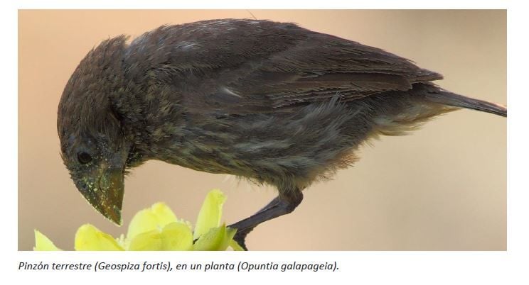  Las Aves De Galápagos Se Alimentan De Más De 100 Especies De Flores Para Compensar La Escasez De Insectos
