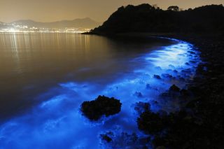 Una afloración bioluminiscente en Hong Kong