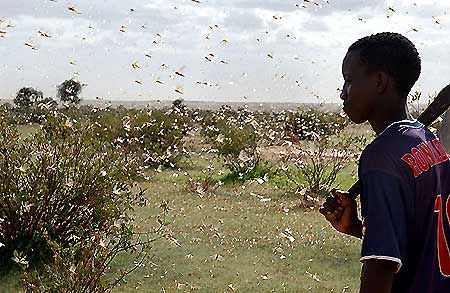 Luchando inútilmente contra la plaga de langostas en un lugar de Mauritania durante el verano del 2004. Foto FAO.