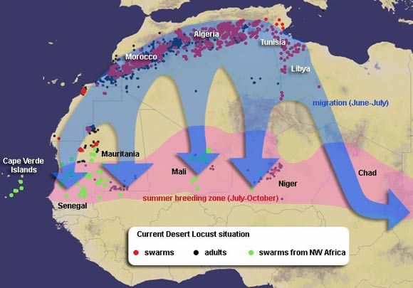 Zonas afectadas y previstas, en rosa, por la plaga de langostas para el periodo julio-octubre de 2004 según las predicciones de la agencia especial de la FAO. Los enjambres (swarm) se colorean en rojo, los provenientes del NW de África, en verde, y los asentamientos de langostas adultas en negro. Puede observarse en la figura que los vientos del norte migraron entre junio a julio una gran cantidad de langostas desde las zonas del Atlas. Fuente FAO.