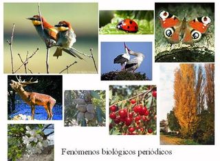 La observación fenológica en agrometeorología y climatología