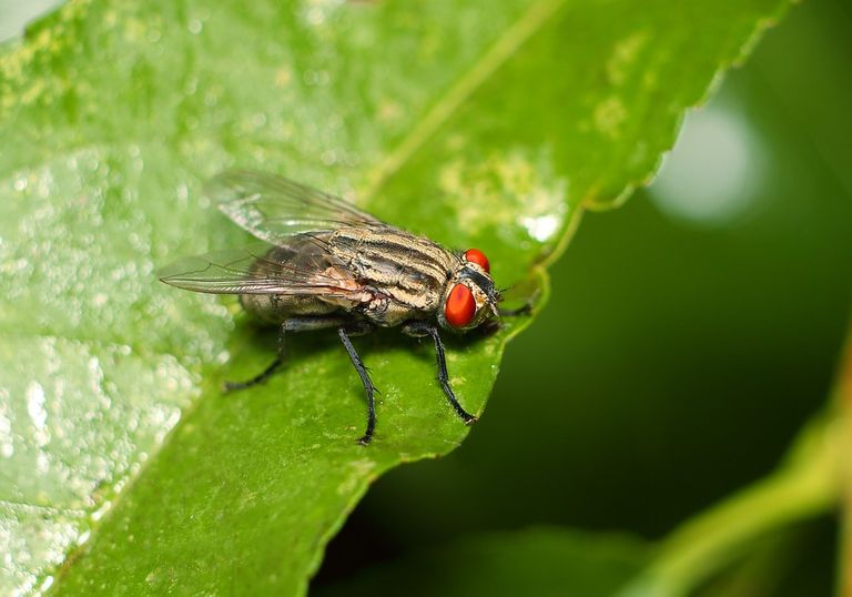 mosca monogamia temperatura mosca monogamia temperatura