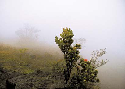 Peter Giacobbe - Colorado Springs, ColoradoUna mañana con niebla en las colinas del Parque Nacional de los volcanes en Hawaii
