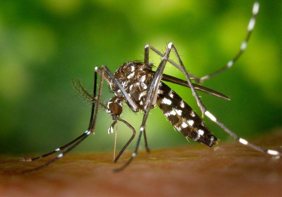 Mosquito picando Mosquito picando