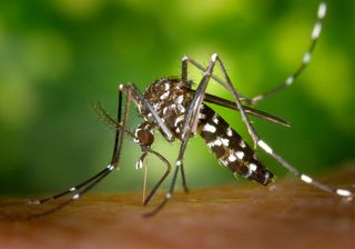 ¿Por qué nos pican los mosquitos?