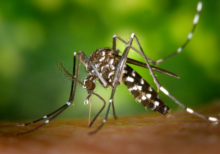 Mosquito picando Mosquito picando