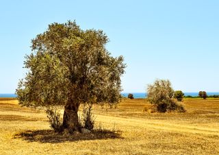 ¿Qué es la Xylella? Una amenaza para nuestro paisaje