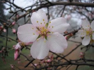 ¿Se acabó el invierno para el almendro?