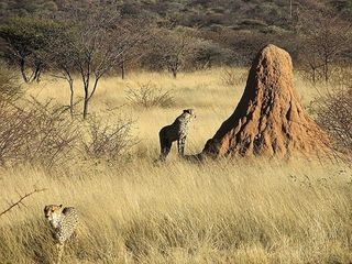 Los termiteros como indicadores climáticos