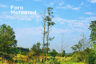 Foro de la RAM: De Claudio Rivera Tejada