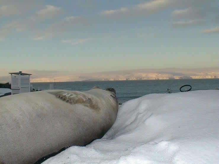 Garitas meteorológicas con elefante marino y otra con pingüinos Garitas meteorológicas con elefante marino y otra con pingüinos