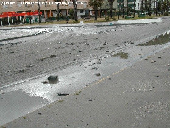 Fig. 13. Paseo marítimo de Salobreña. Nuevo detalle de los restos dejados por el mar. Fig. 13. Paseo marítimo de Salobreña. Nuevo detalle de los restos dejados por el mar.
