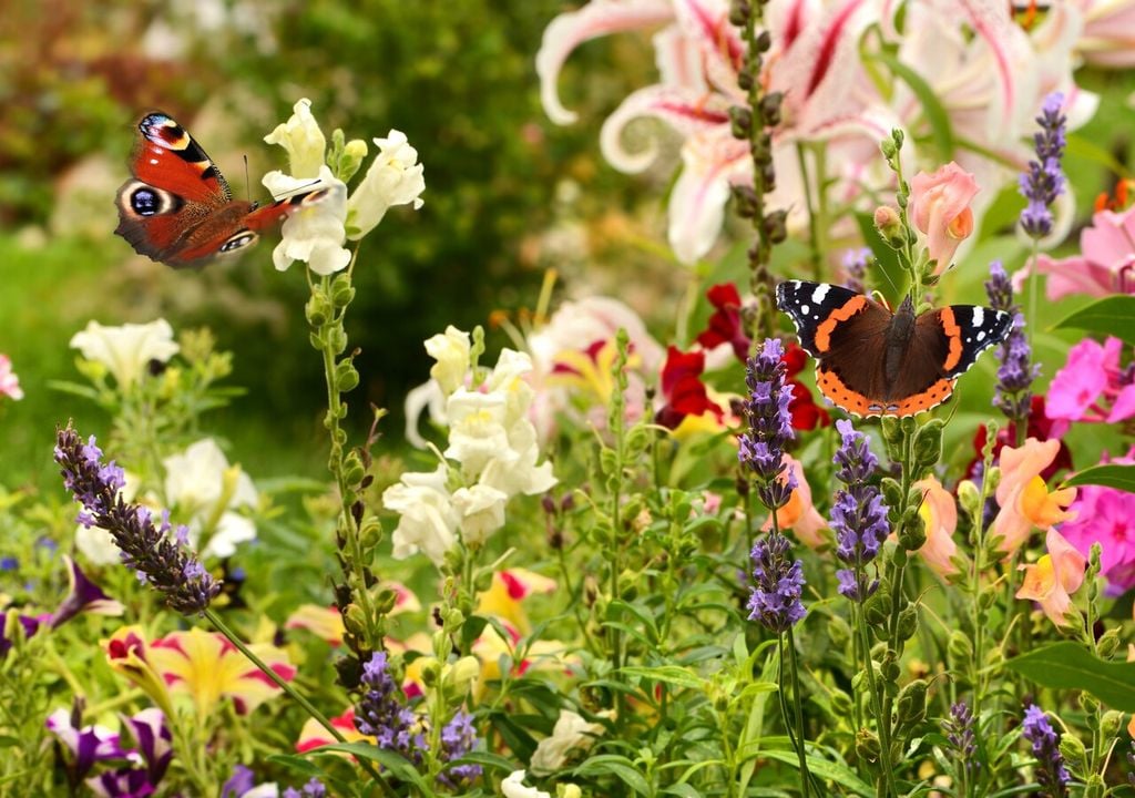 Le farfalle sono tra gli insetti più belli e colorati del pianeta: con i fiori giusti anche il tuo balcone o giardino può diventare un luogo di ristoro per questi preziosi impollinatori