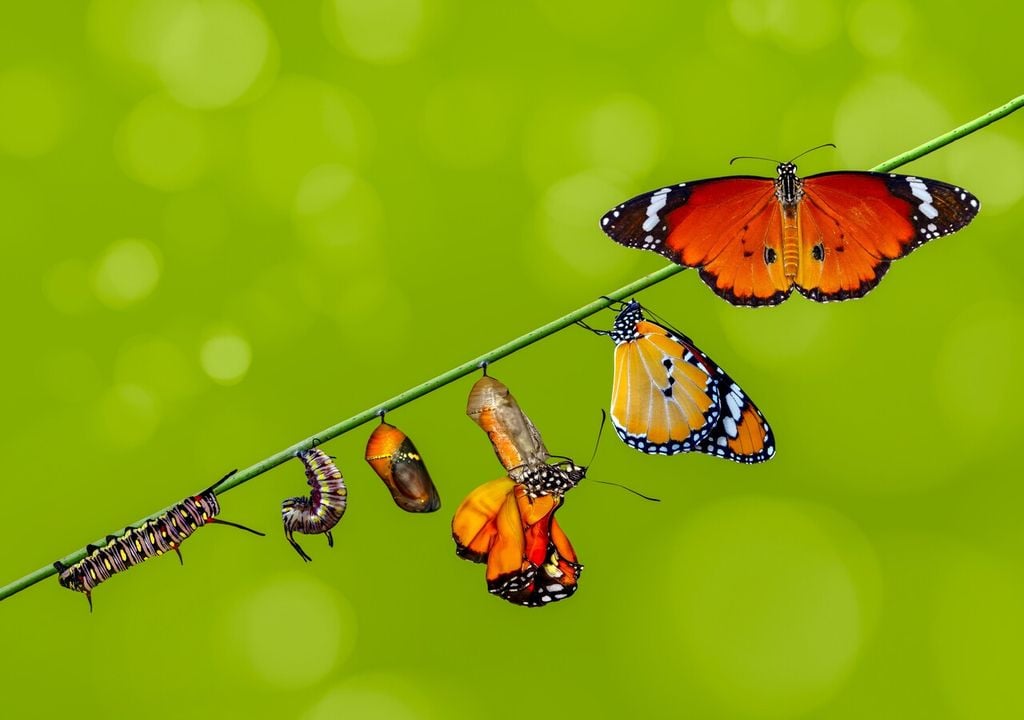 La metamorfosi bruco-farfalla