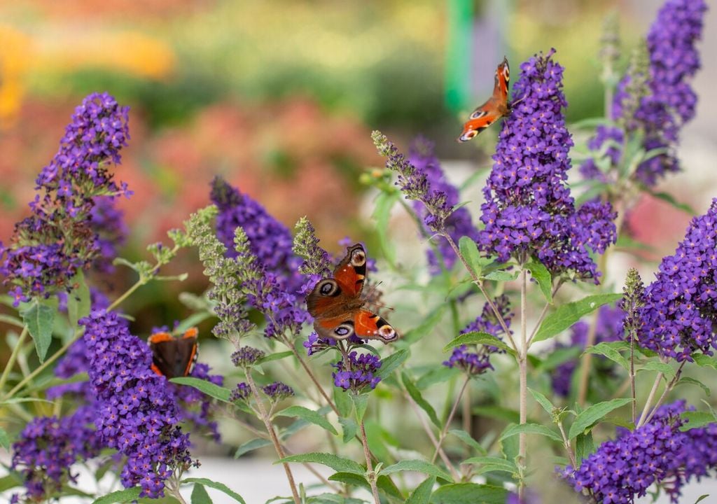 Buddleja o albero delle farfalle