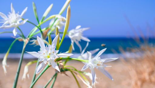 10 piante che fioriscono in riva al mare, da conoscere prima di una passeggiata in spiaggia