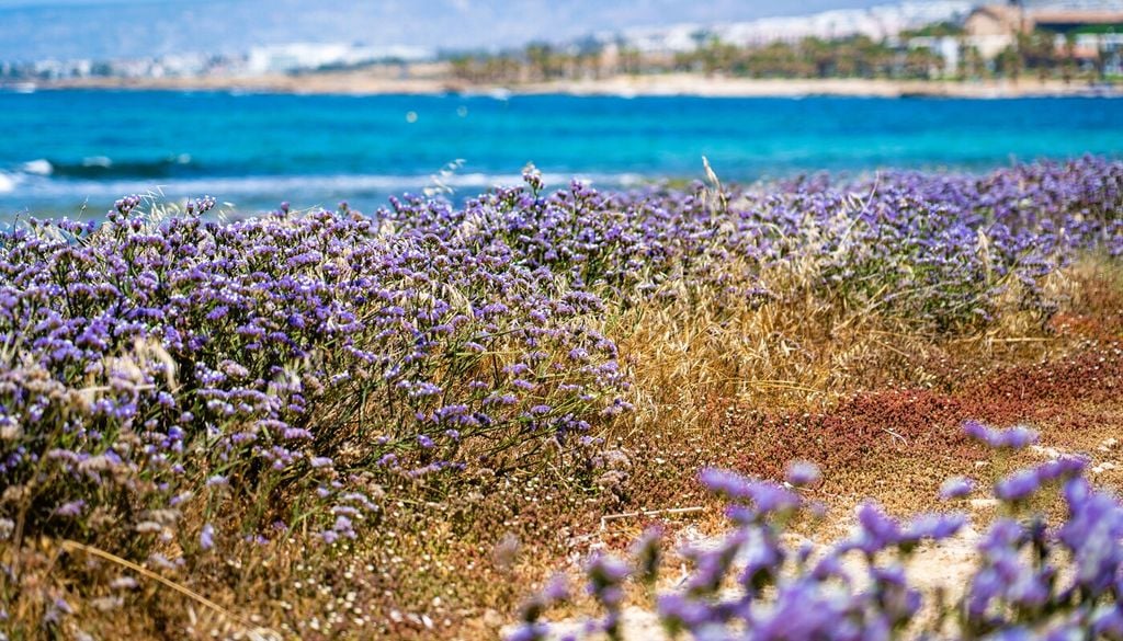 Lavanda di mare (Limonium sinuatum)