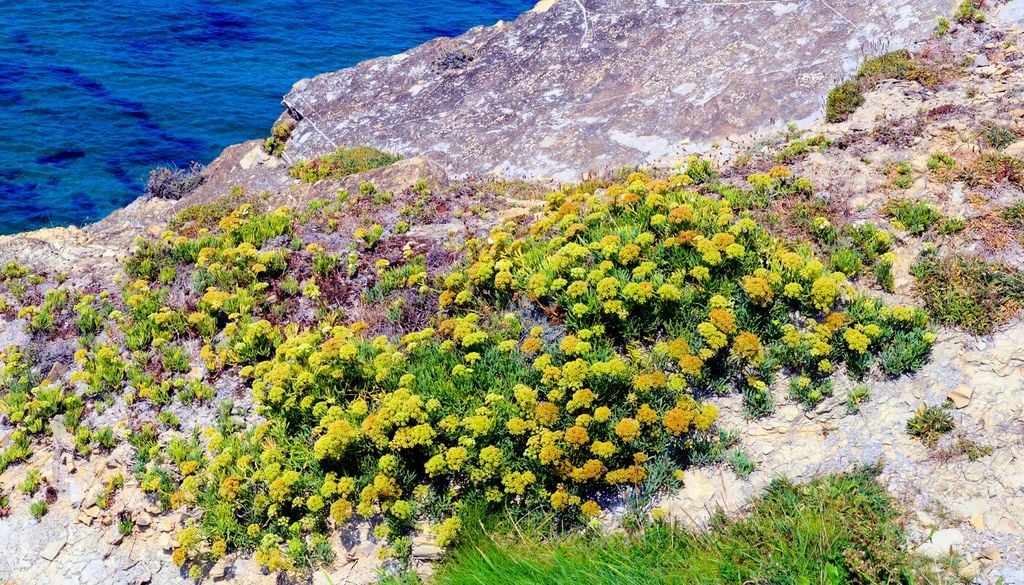 Finocchio marino (Crithmum maritimum)