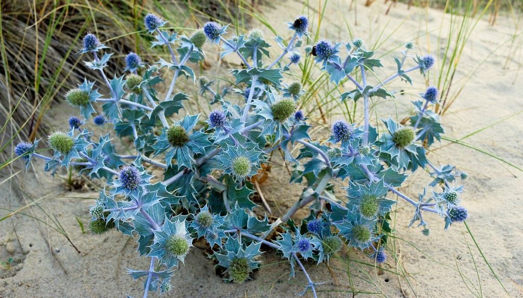 Eringio marittimo (Eryngium maritimum)