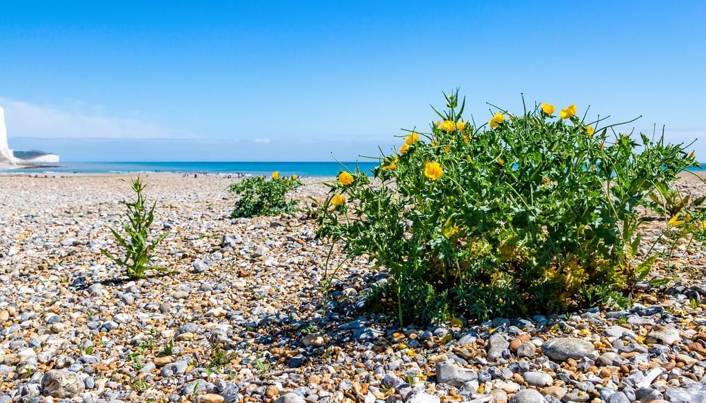 Papavero di mare (Glaucium flavum)