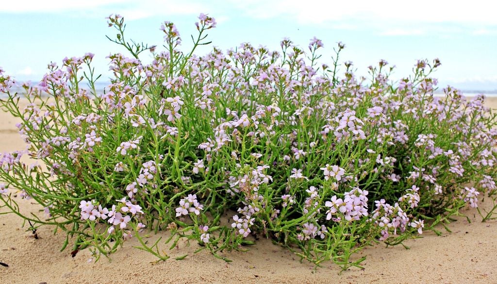 Ravastrello marittimo (Cakile maritima)