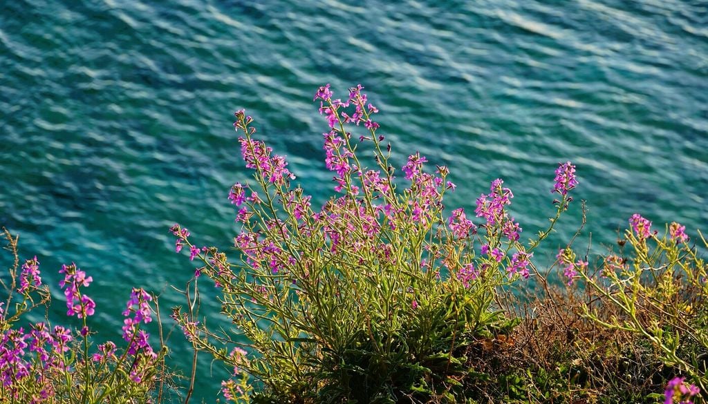 Violacciocca di mare (Matthiola sinuata)