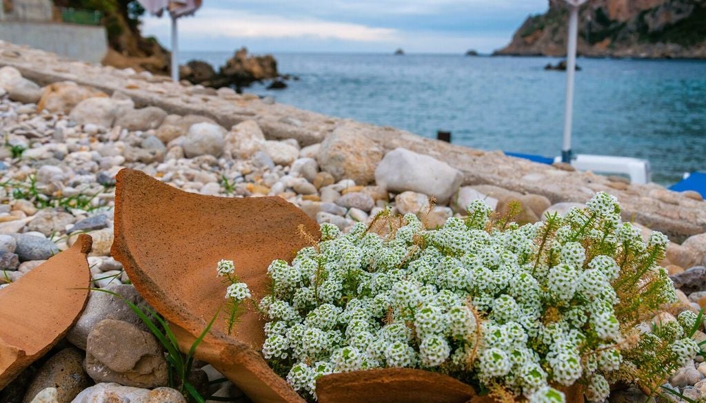 Alisso marittimo (Lobularia maritima)
