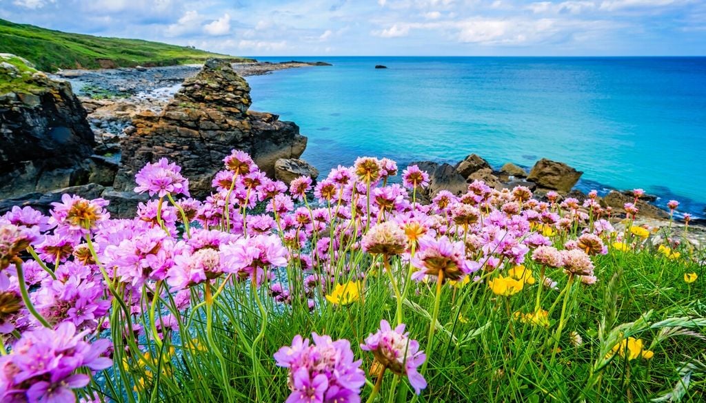 Garofanino di mare (Armeria maritima)