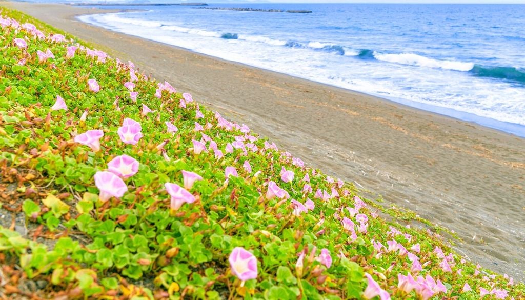 Campanella delle spiagge (Calystegia soldanella)