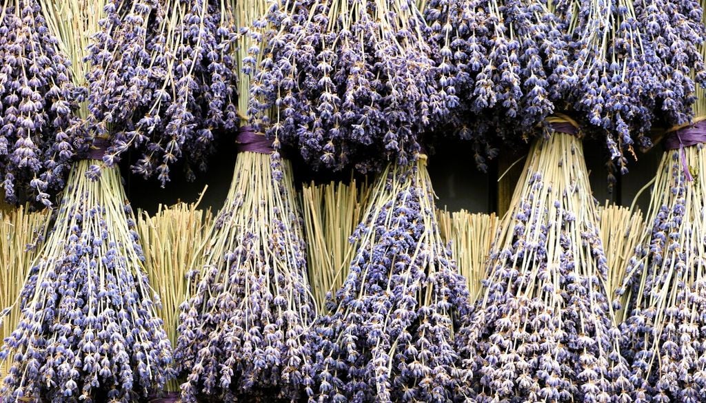 Lavanda