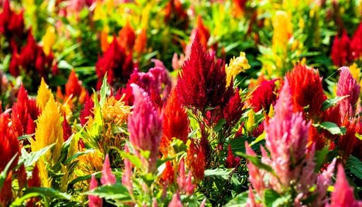 10 piante per un balcone fiorito e colorato dopo l'estate