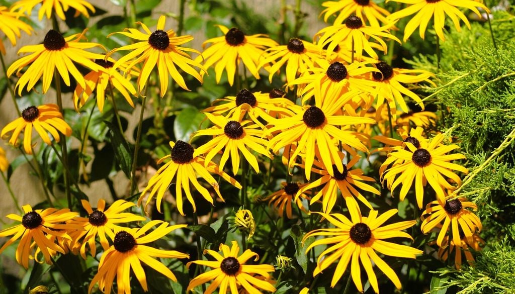 Rudbeckia