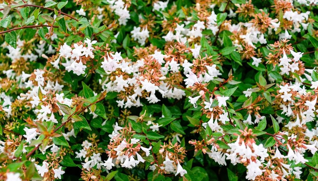 Abelia