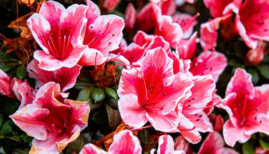 Azalea rifiorente