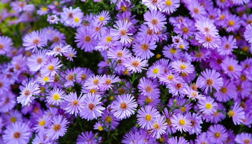 Aster o settembrino
