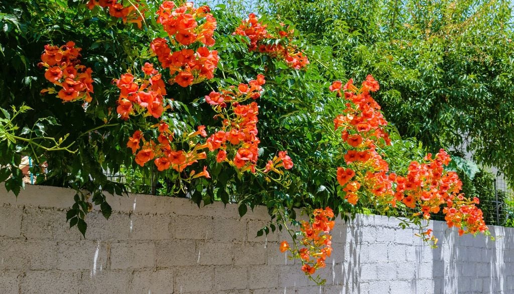 Bignonia
