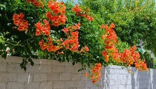 10 piante rampicanti da mettere a dimora in autunno per creare pareti verdi sul balcone dalla prossima primavera