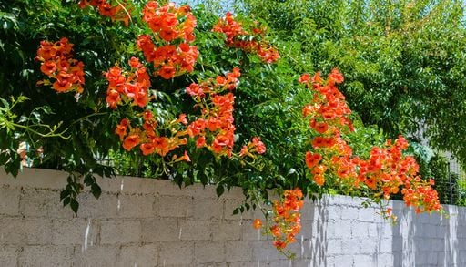 10 piante rampicanti da mettere a dimora in autunno per creare pareti verdi sul balcone dalla prossima primavera