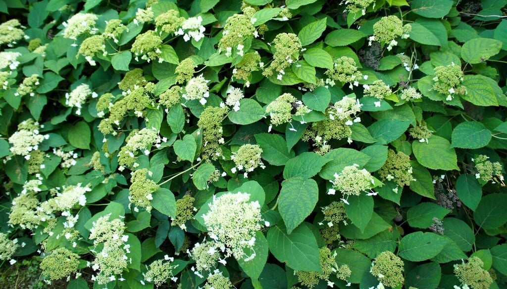 Ortensia rampicante