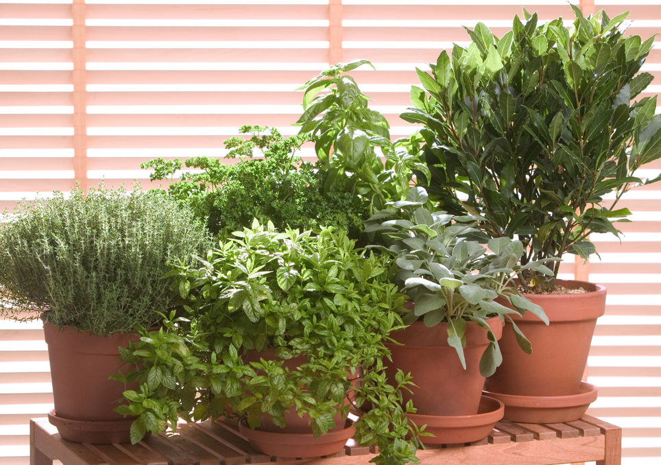 10 plantas aromáticas perfectas para terrazas mexicanas: resistentes, útiles y siempre frescas. Noticias en tiempo real